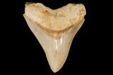 Serrated, Fossil Megalodon Tooth - West Java, Indonesia #145250-1
